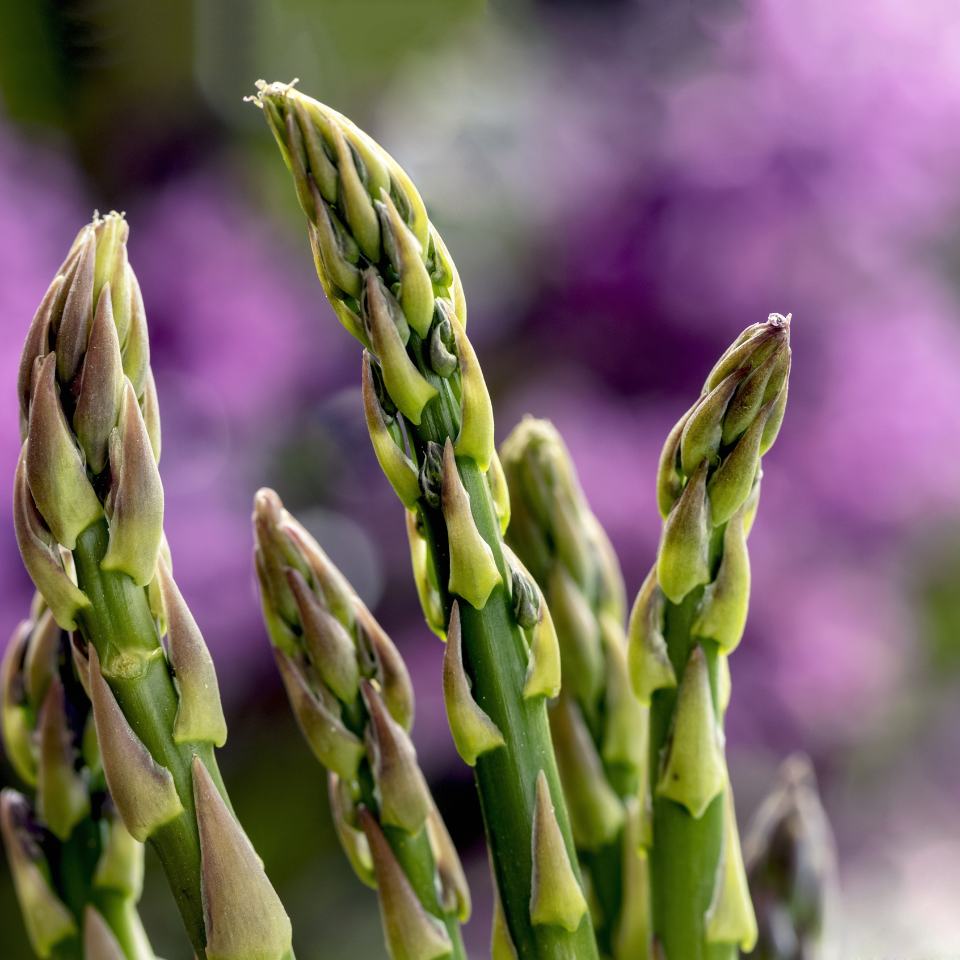 White asparagus seeds - 5