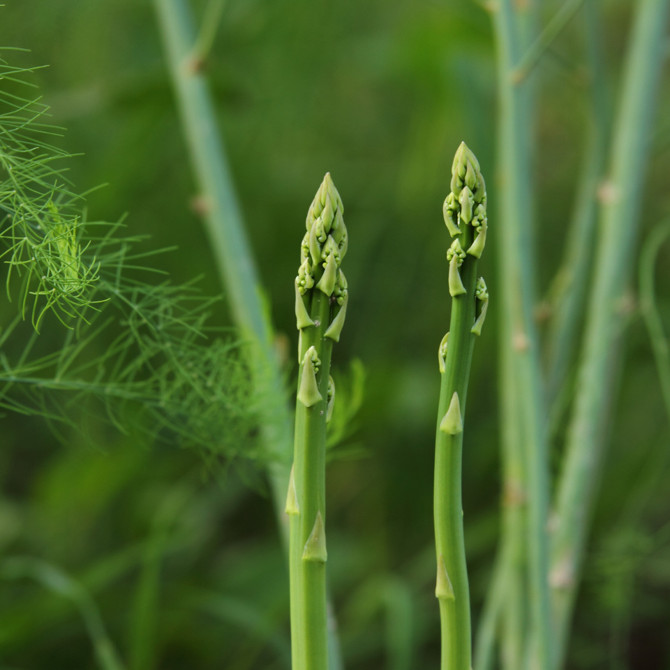 White asparagus seeds - 5