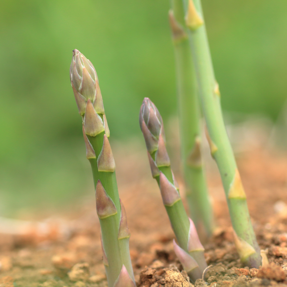 White asparagus seeds - 5