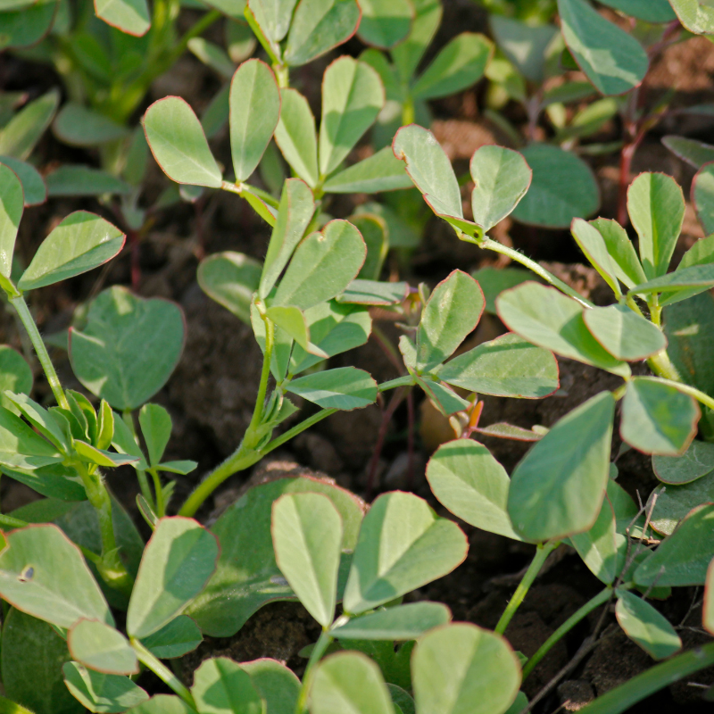 Fenugreek seeds - 30