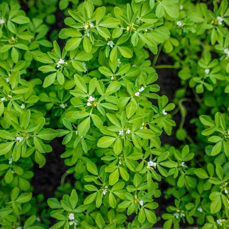 Fenugreek seeds - 30