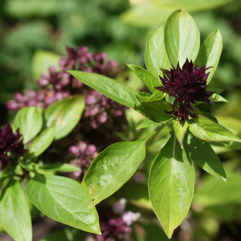 Osmin Purple Basil seeds - 30