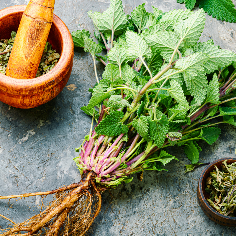 Lemon balm, Melissa Officinalis seeds - 30
