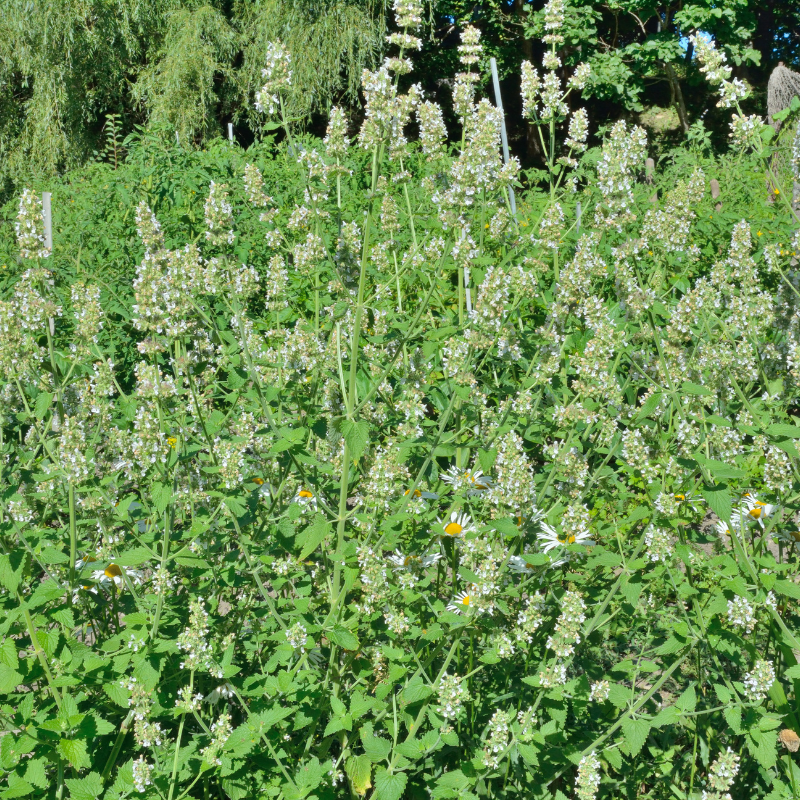Lemon balm, Melissa Officinalis seeds - 30