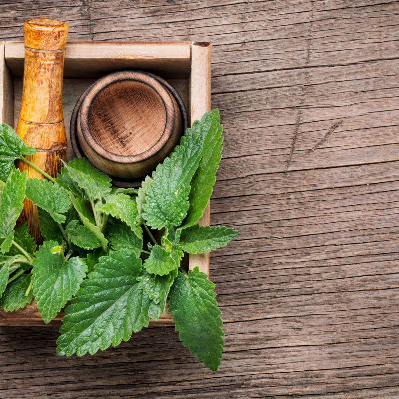 Lemon balm, Melissa Officinalis seeds - 30