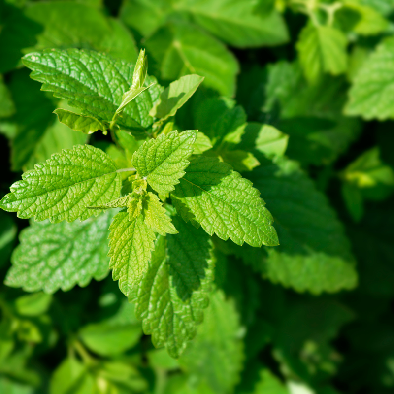 Lemon balm, Melissa Officinalis seeds - 30