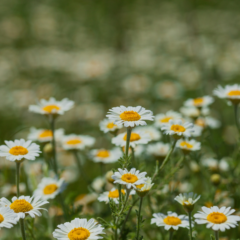 Chamomile Matricaria seeds - 100