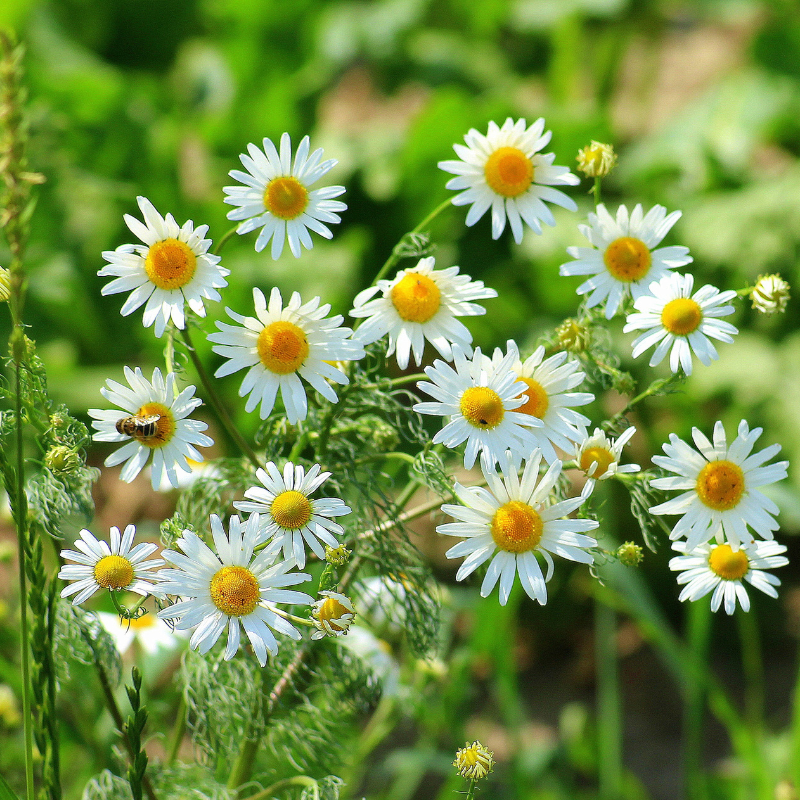 Chamomile Matricaria seeds - 100
