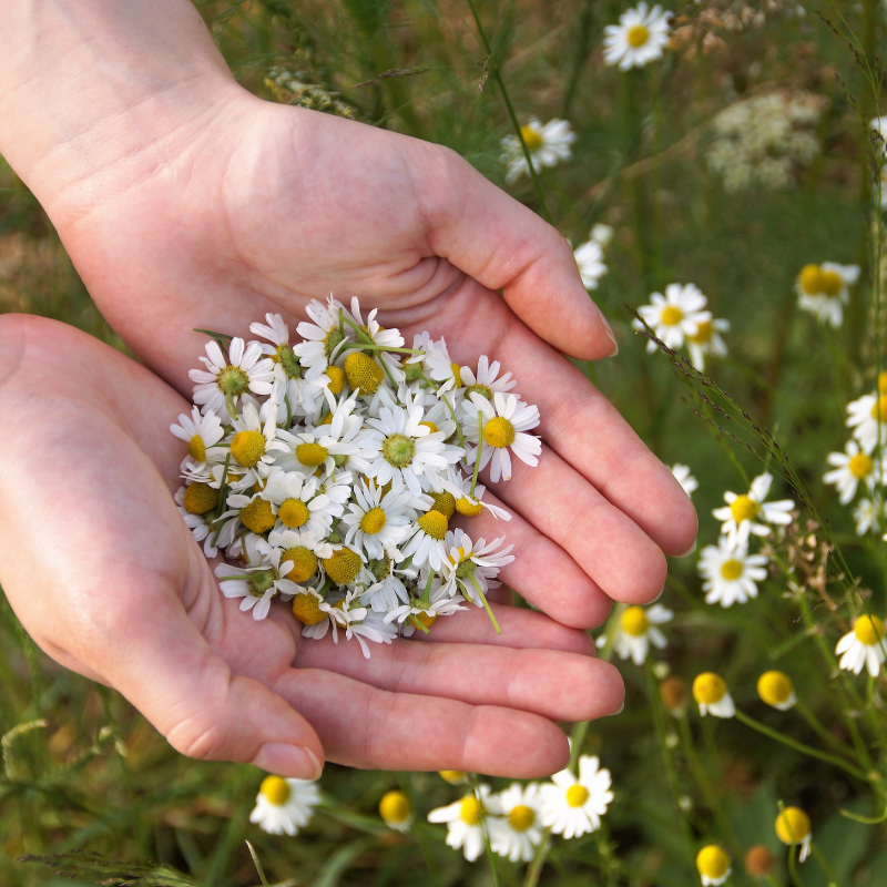 Chamomile Matricaria seeds - 100