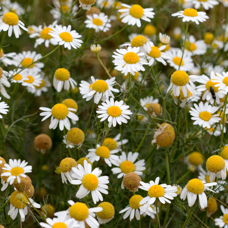 Chamomile Matricaria seeds - 100