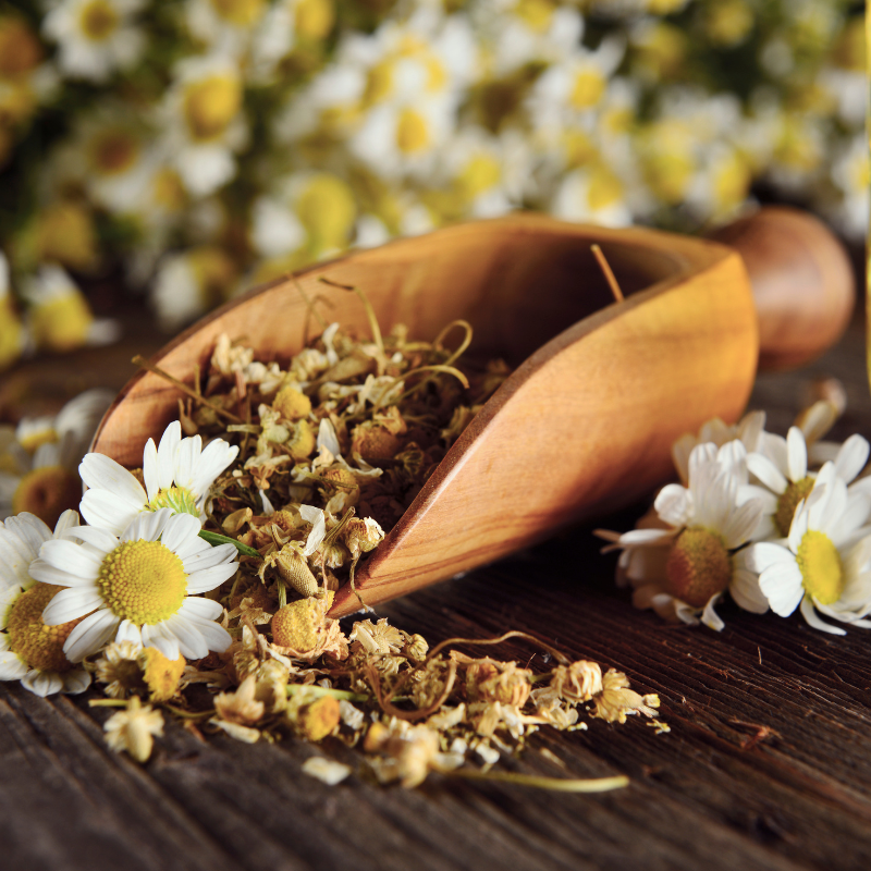 Chamomile Matricaria seeds - 100