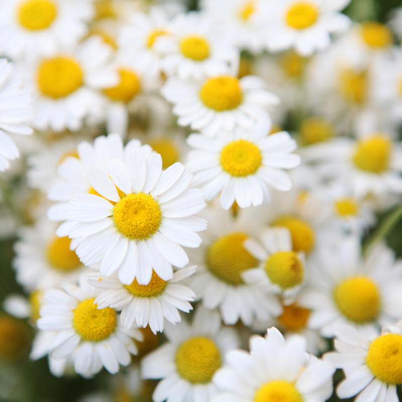 Chamomile Matricaria seeds - 100