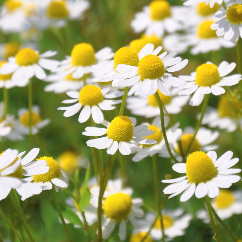 Chamomile Matricaria seeds - 100