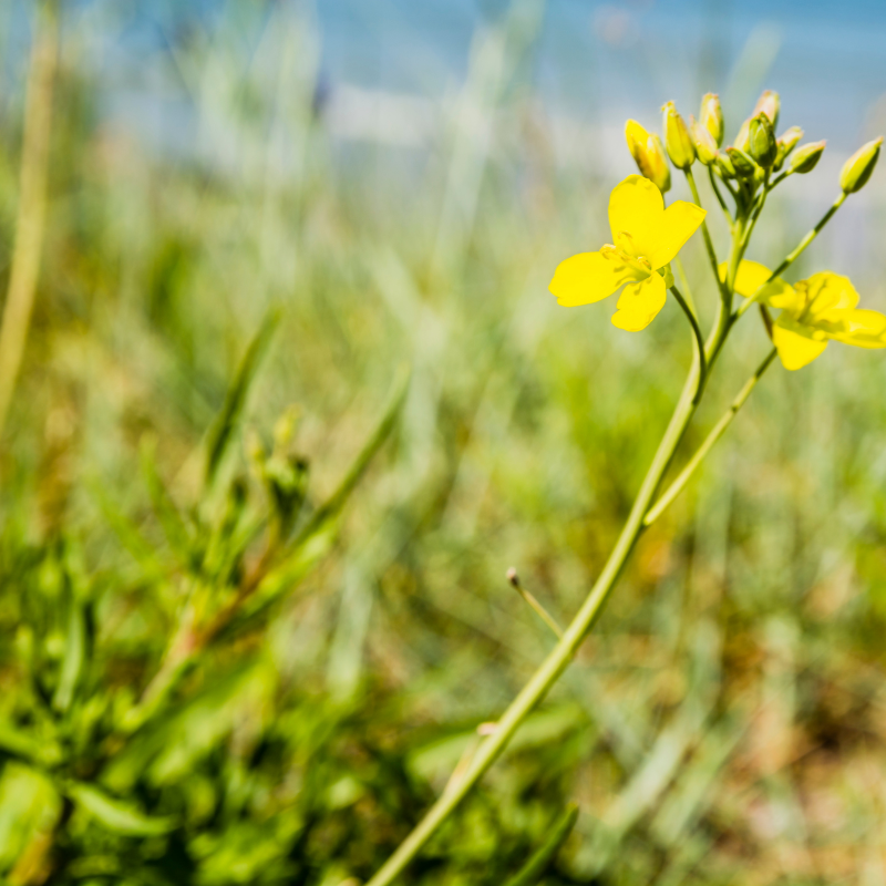 Wild rocket, Perennial wall-rocket seeds - 100
