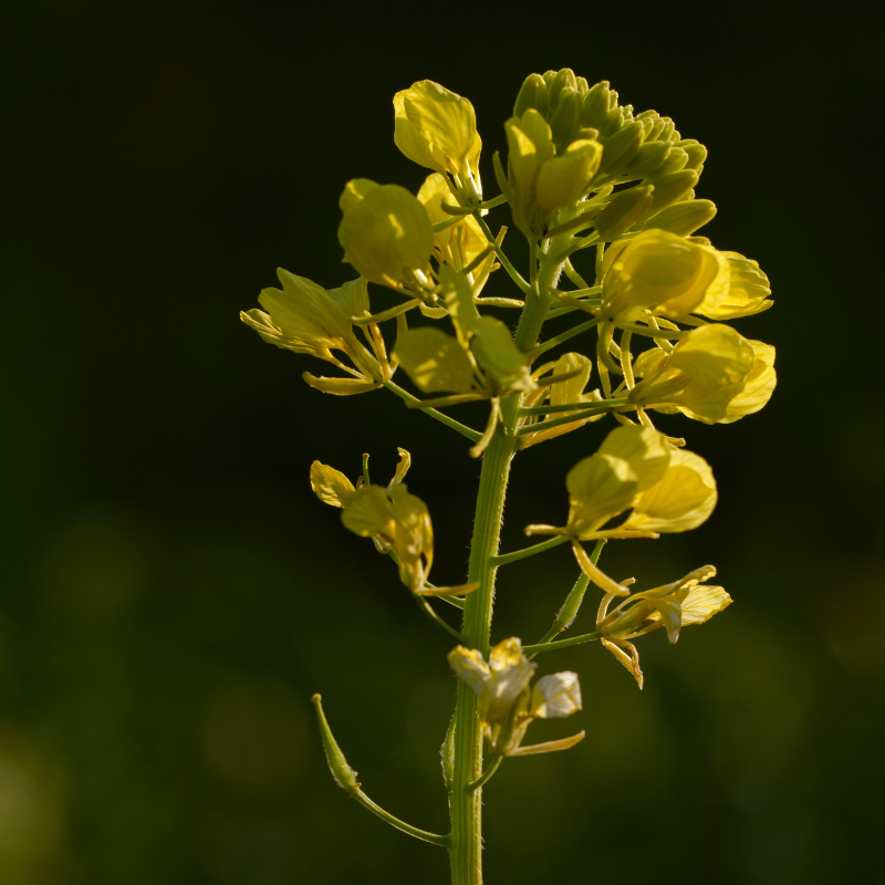 Wild rocket, Perennial wall-rocket seeds - 100