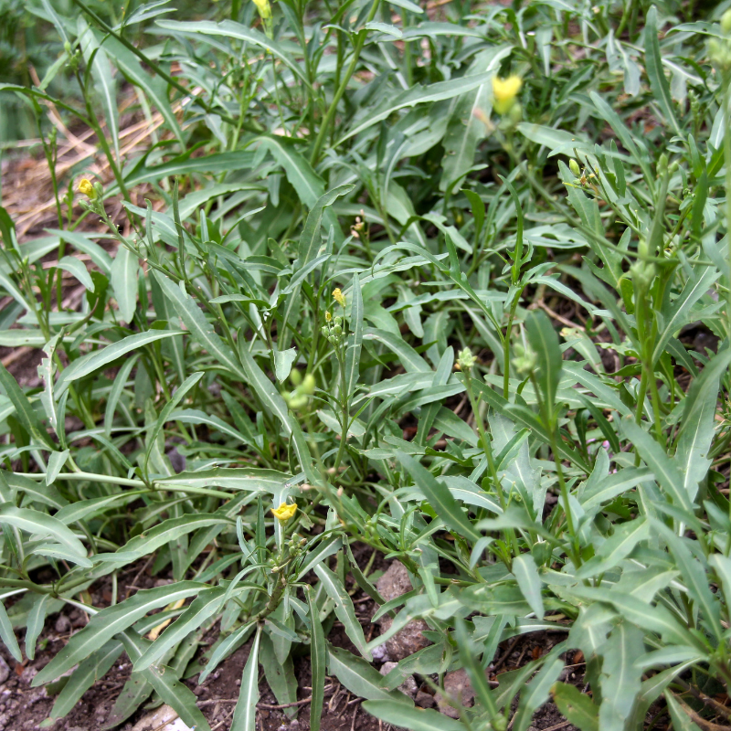 Wild rocket, Perennial wall-rocket seeds - 100