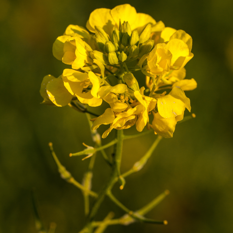 Wild rocket, Perennial wall-rocket seeds - 100