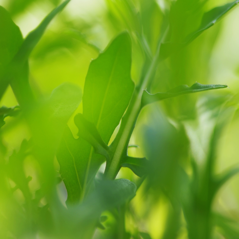 Wild rocket, Perennial wall-rocket seeds - 100