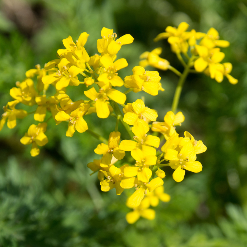Wild rocket, Perennial wall-rocket seeds - 100