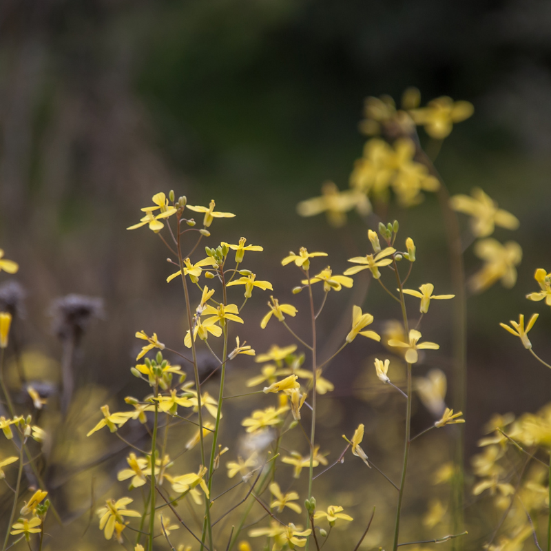 Wild rocket, Perennial wall-rocket seeds - 100