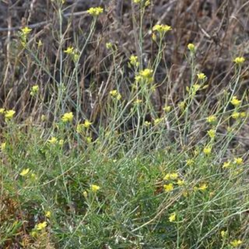 Wild rocket, Perennial wall-rocket seeds - 100