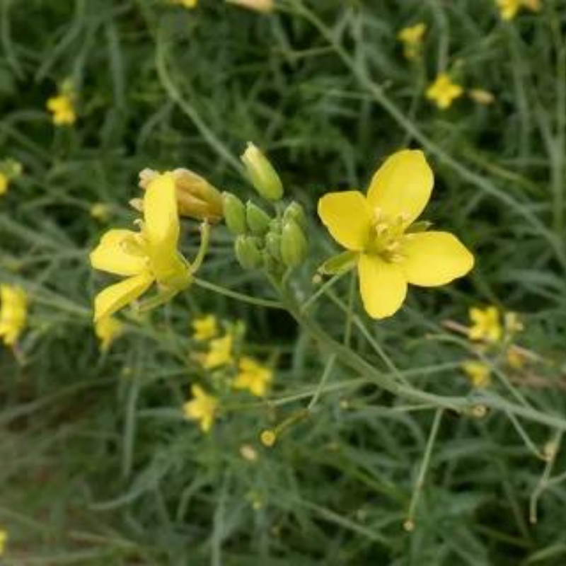 Wild rocket, Perennial wall-rocket seeds - 100