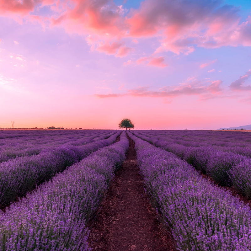Lavender, Fragrant Lavandula Herb seeds - 30