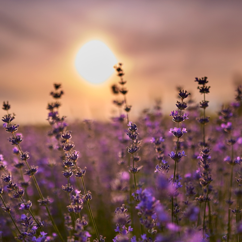 Lavender, Fragrant Lavandula Herb seeds - 30