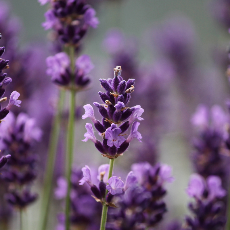Lavender, Fragrant Lavandula Herb seeds - 30