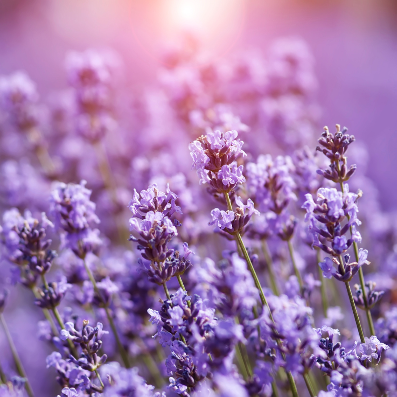 Lavender, Fragrant Lavandula Herb seeds - 30