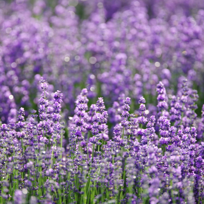 Lavender, Fragrant Lavandula Herb seeds - 30