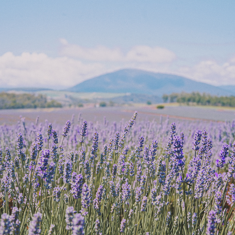 Lavender, Fragrant Lavandula Herb seeds - 30