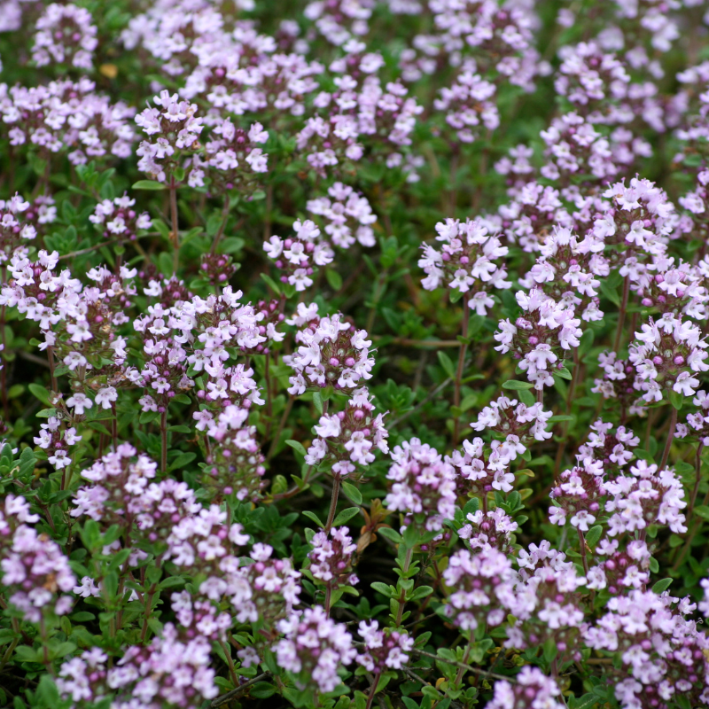 Thyme, Timeless Herb seeds - 50