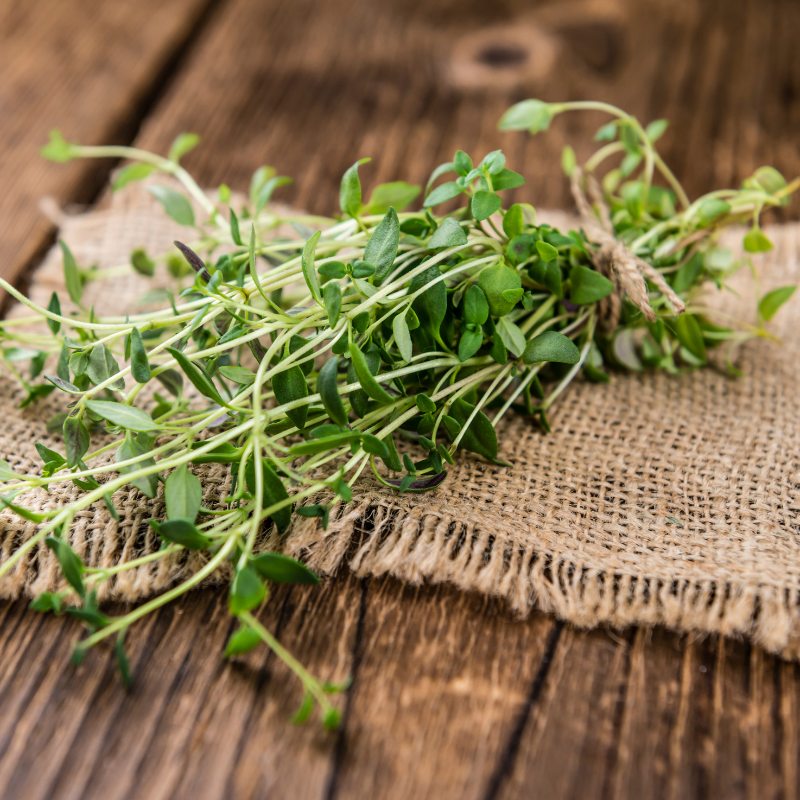 Thyme, Timeless Herb seeds - 50