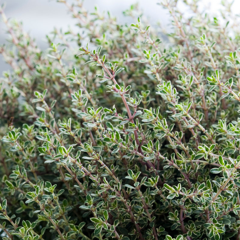 Thyme, Timeless Herb seeds - 50