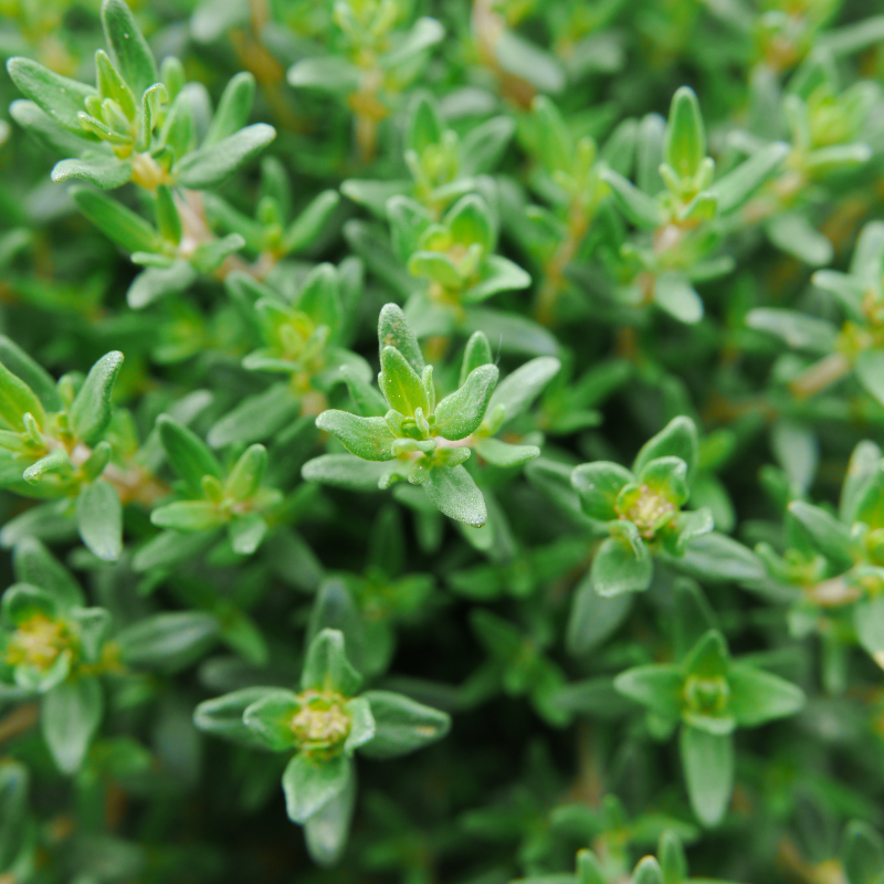 Thyme, Timeless Herb seeds - 50