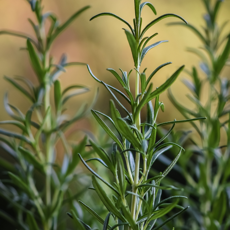 Thyme, Timeless Herb seeds - 50