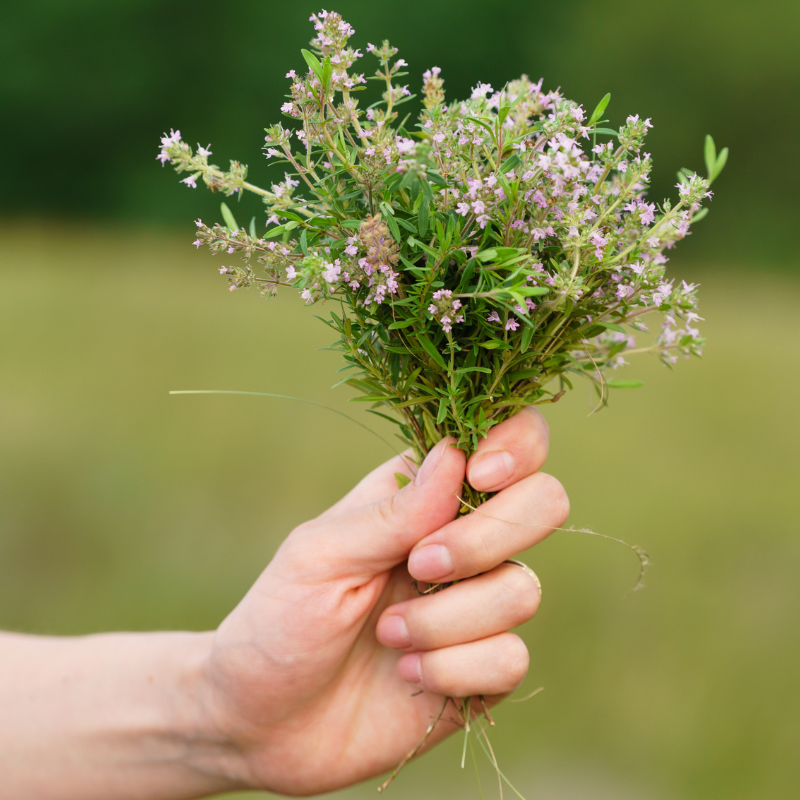 Thyme, Timeless Herb seeds - 50