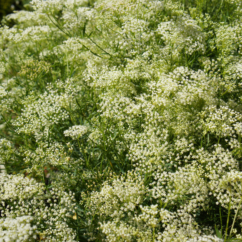 Anise seeds - 30