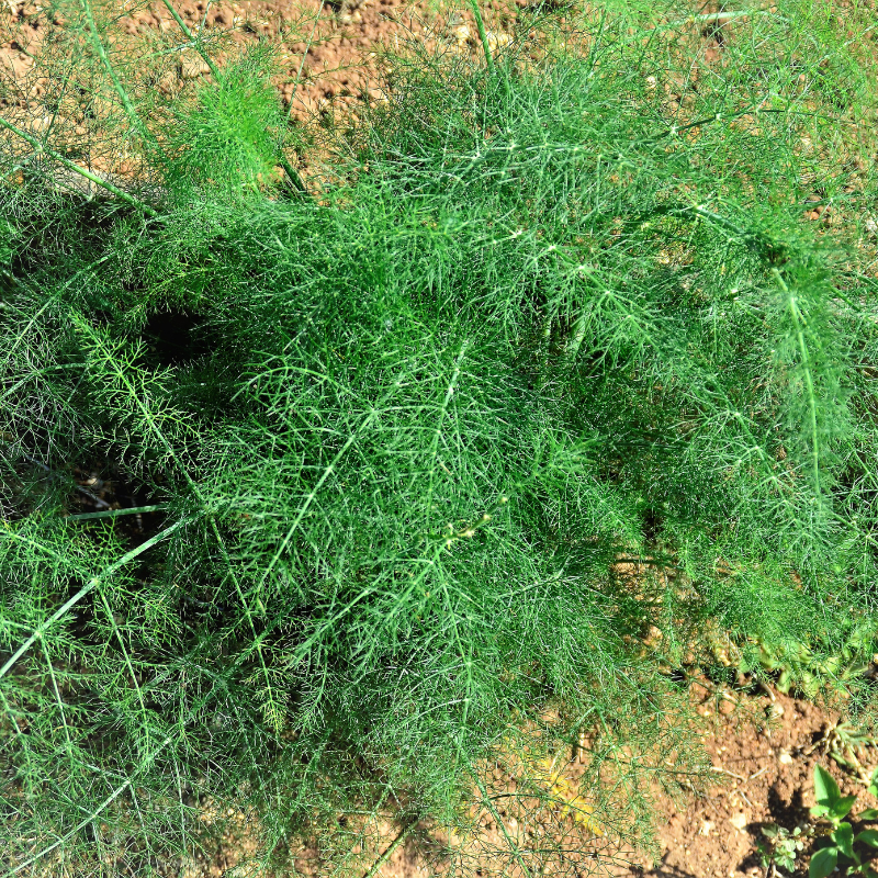 Anise seeds - 30