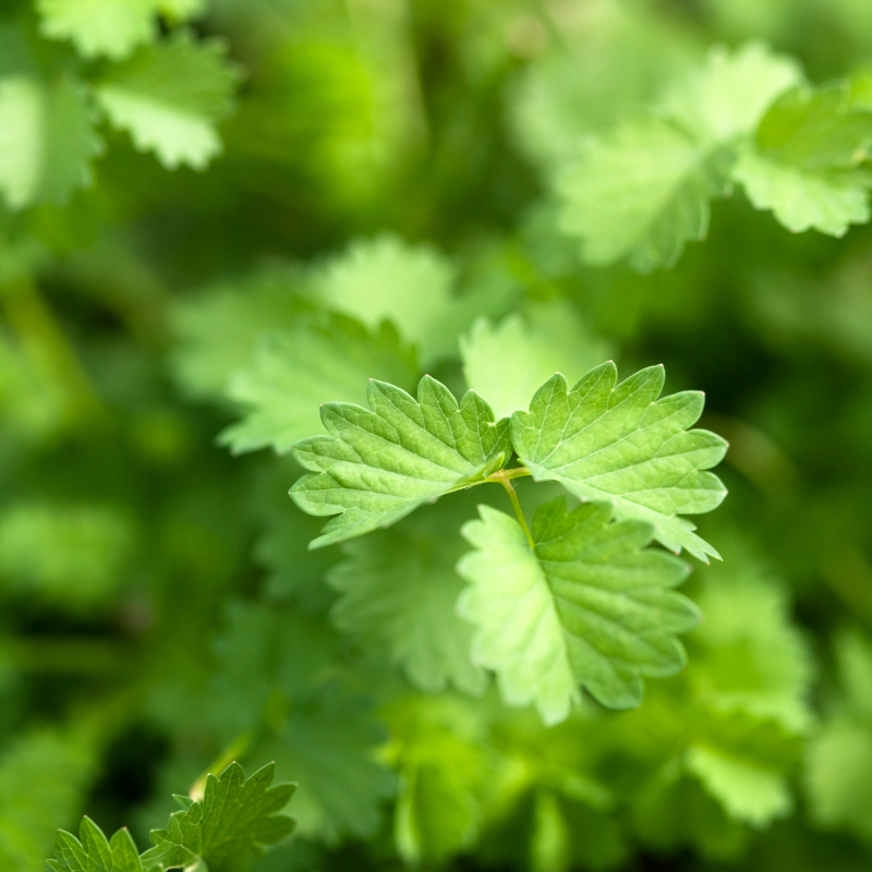 Anise seeds - 30