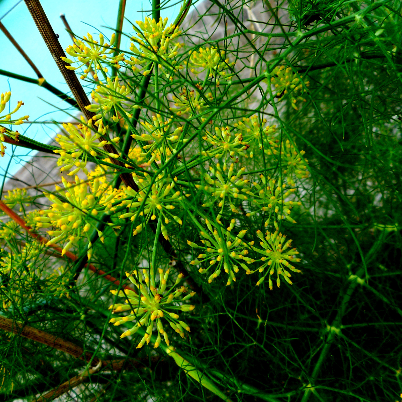 Anise seeds - 30