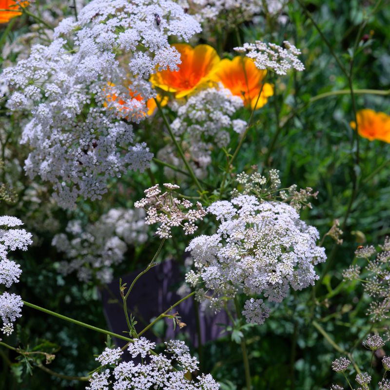 Anise seeds - 30
