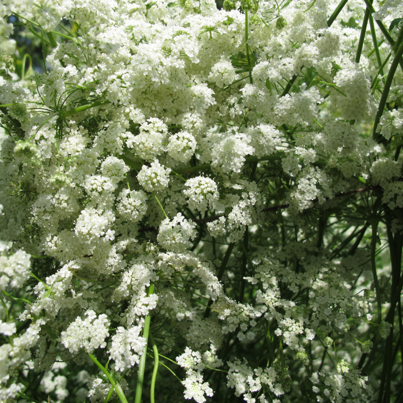 Anise seeds - 30