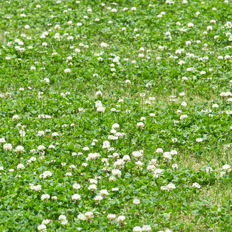 Clover white Rivendell seeds - 50