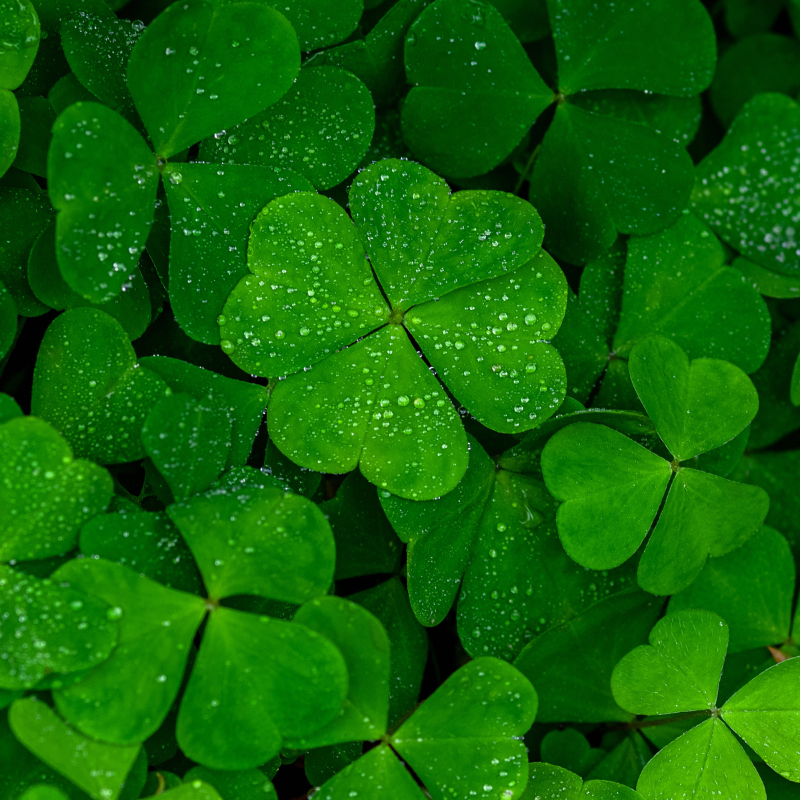 Clover white Rivendell seeds - 50