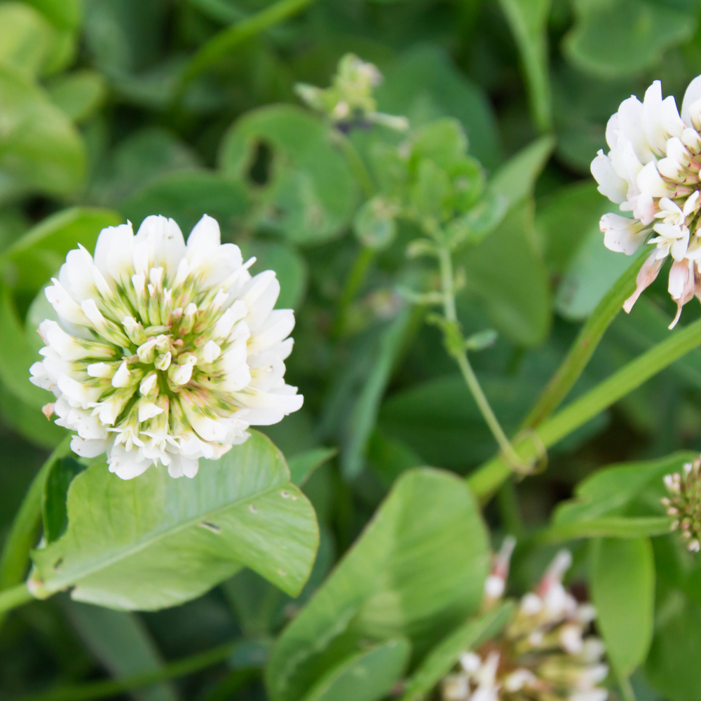 Clover white Rivendell seeds - 50