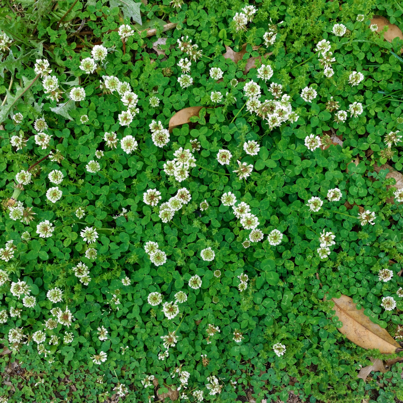 Clover white Rivendell seeds - 50