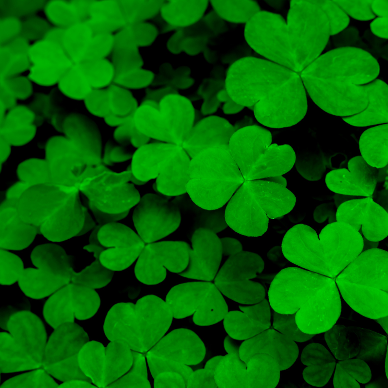 Clover white Rivendell seeds - 50