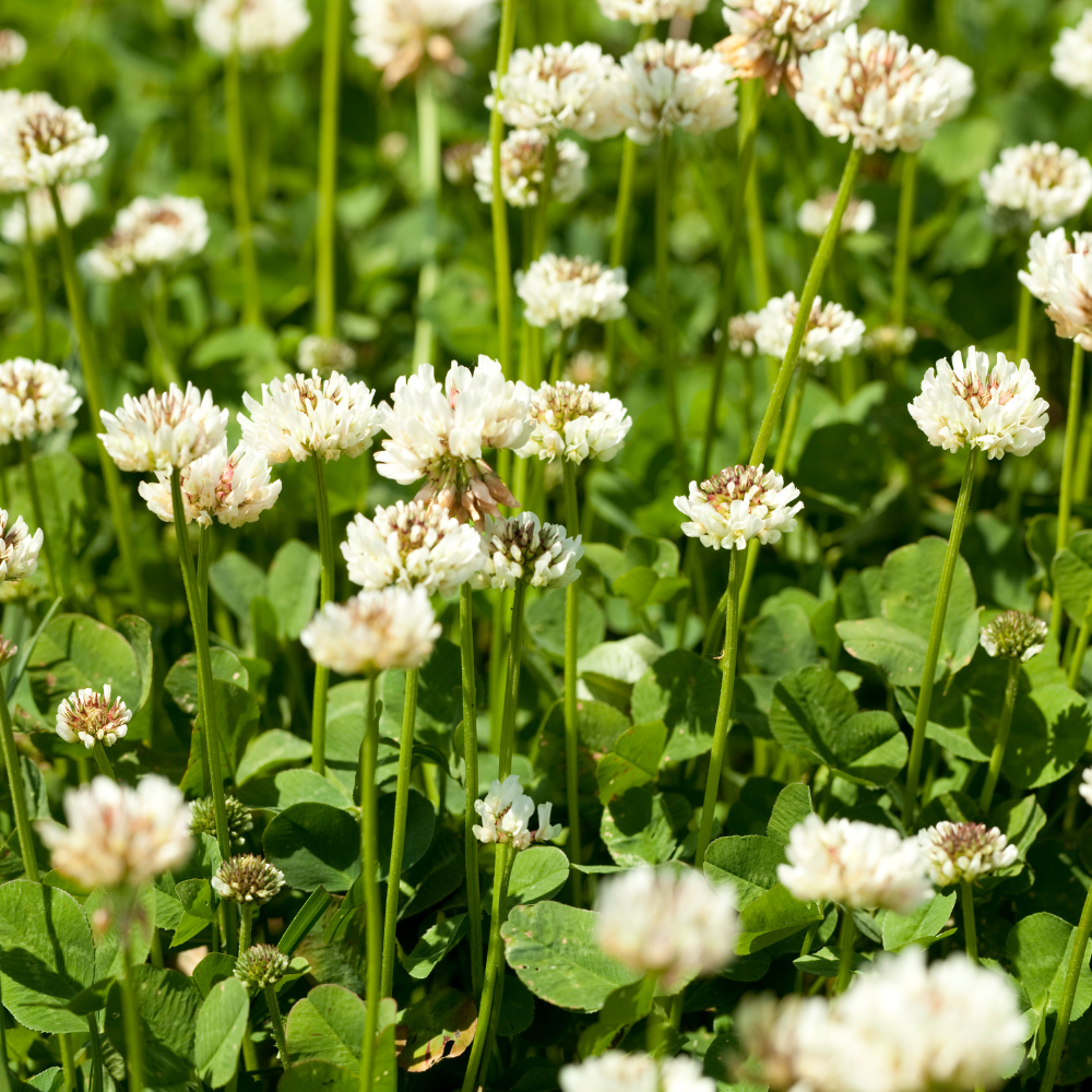 Clover white Rivendell seeds - 50